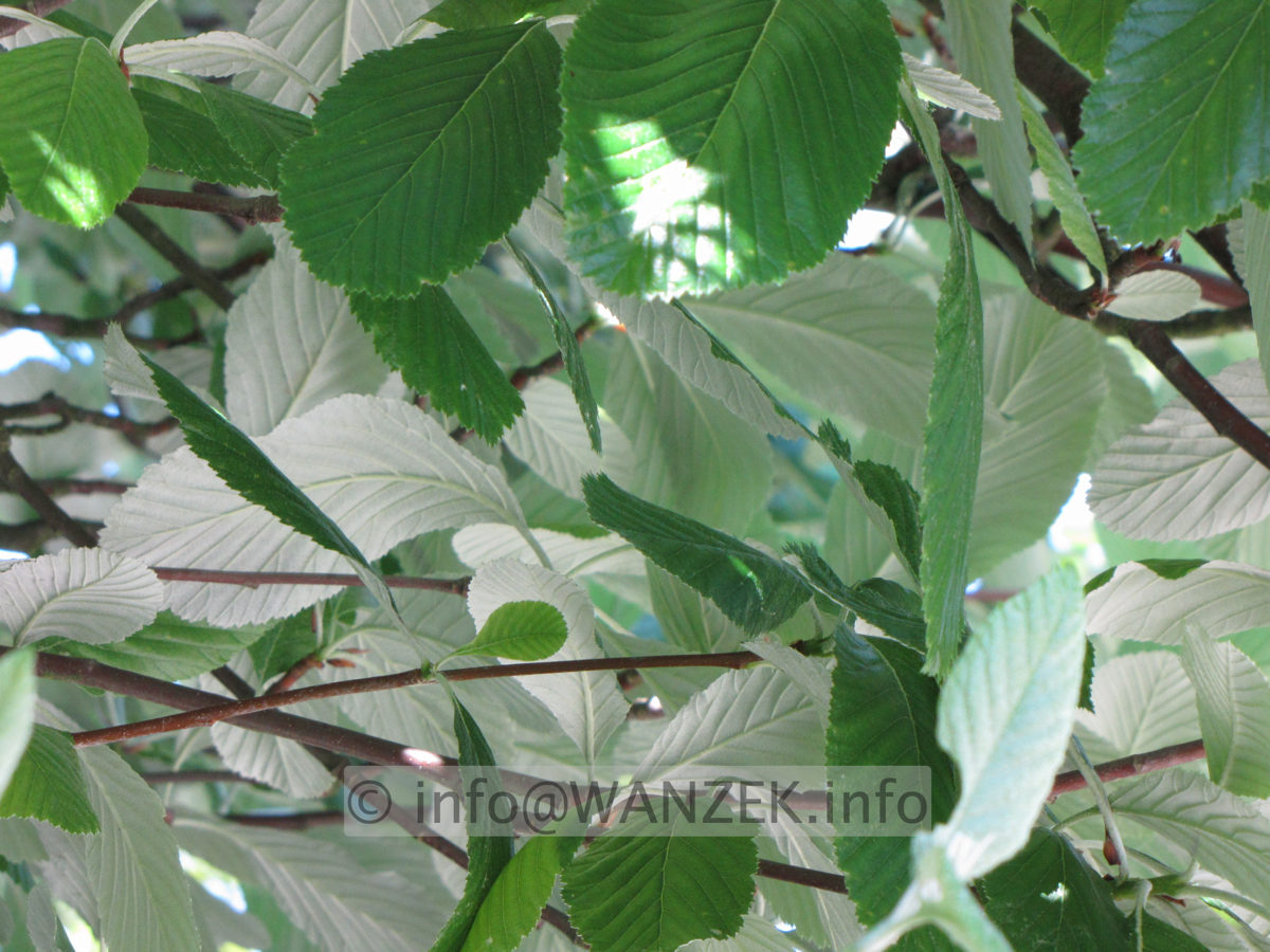 Sorbus aria Magnifica 02 Farbspiel Blaetter 1.JPG